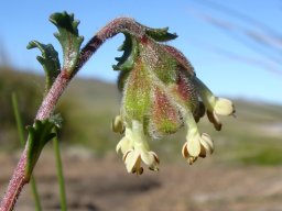 Glumicalyx lesuticus inflorescence from behind